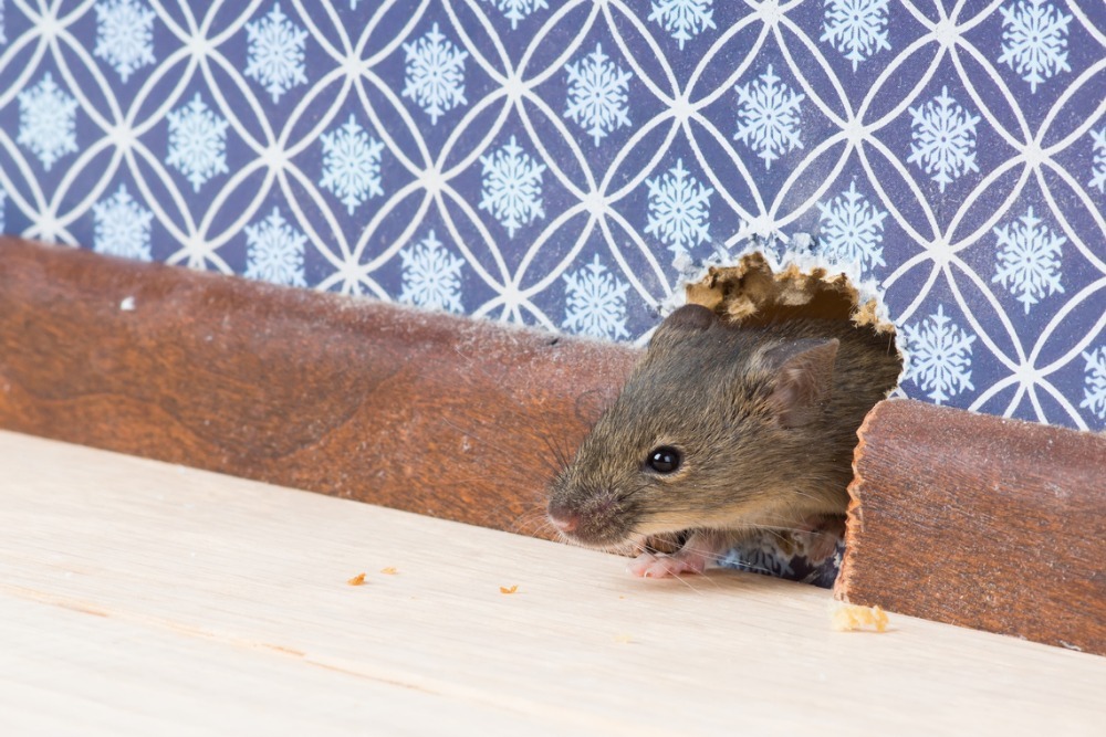 house-mouse-gets-into-room-through-hole-in-wall-picture-id526538639 (3)