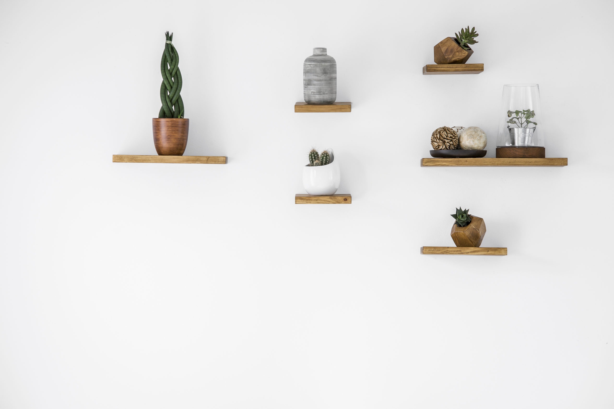 Cacti on wooden shelves in empty interior with copy space on white wall