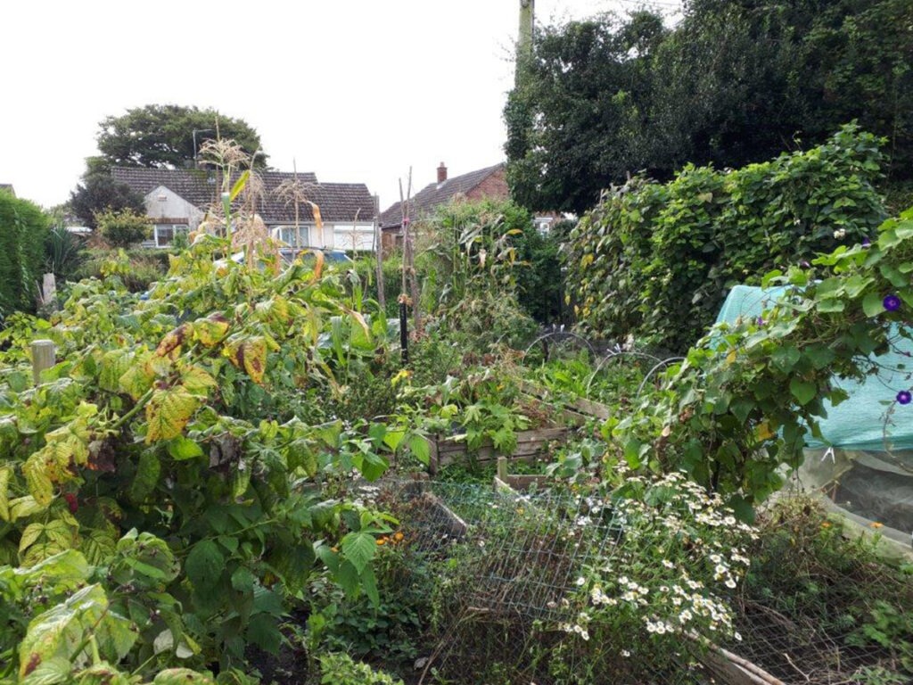 Bradley road community garden in warminster over grown