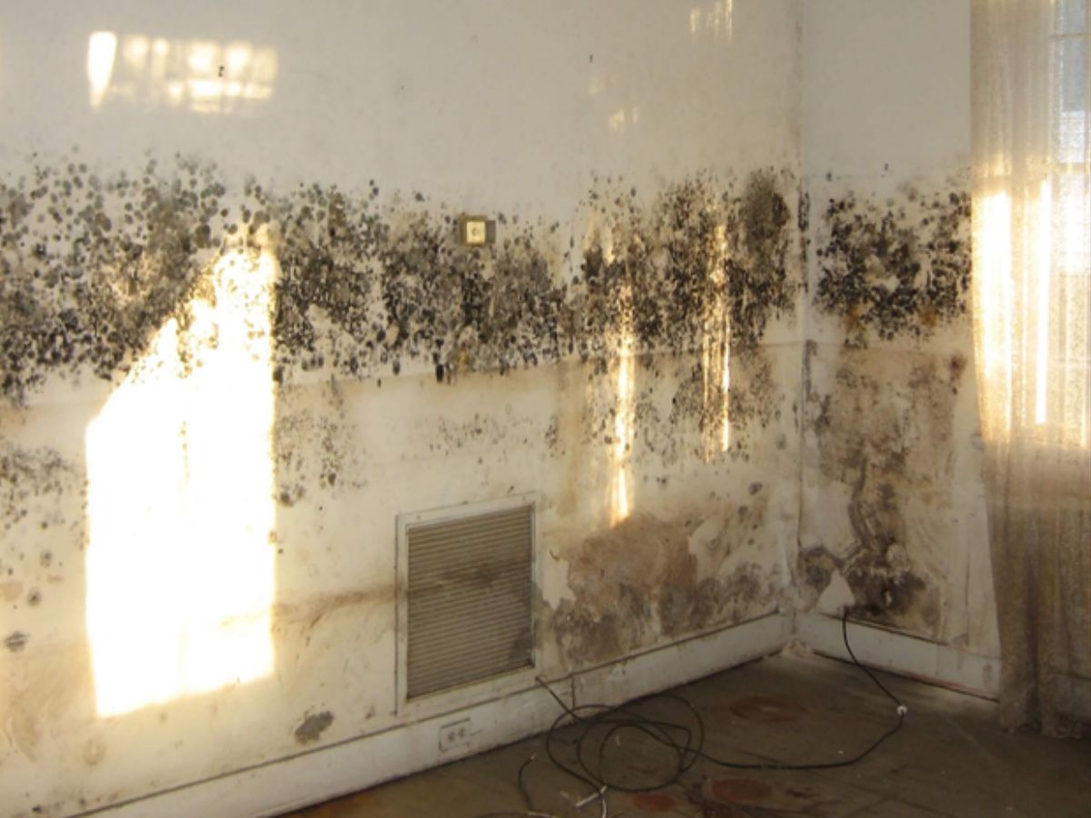 Extensive mould growth affecting an entire wall or ceiling