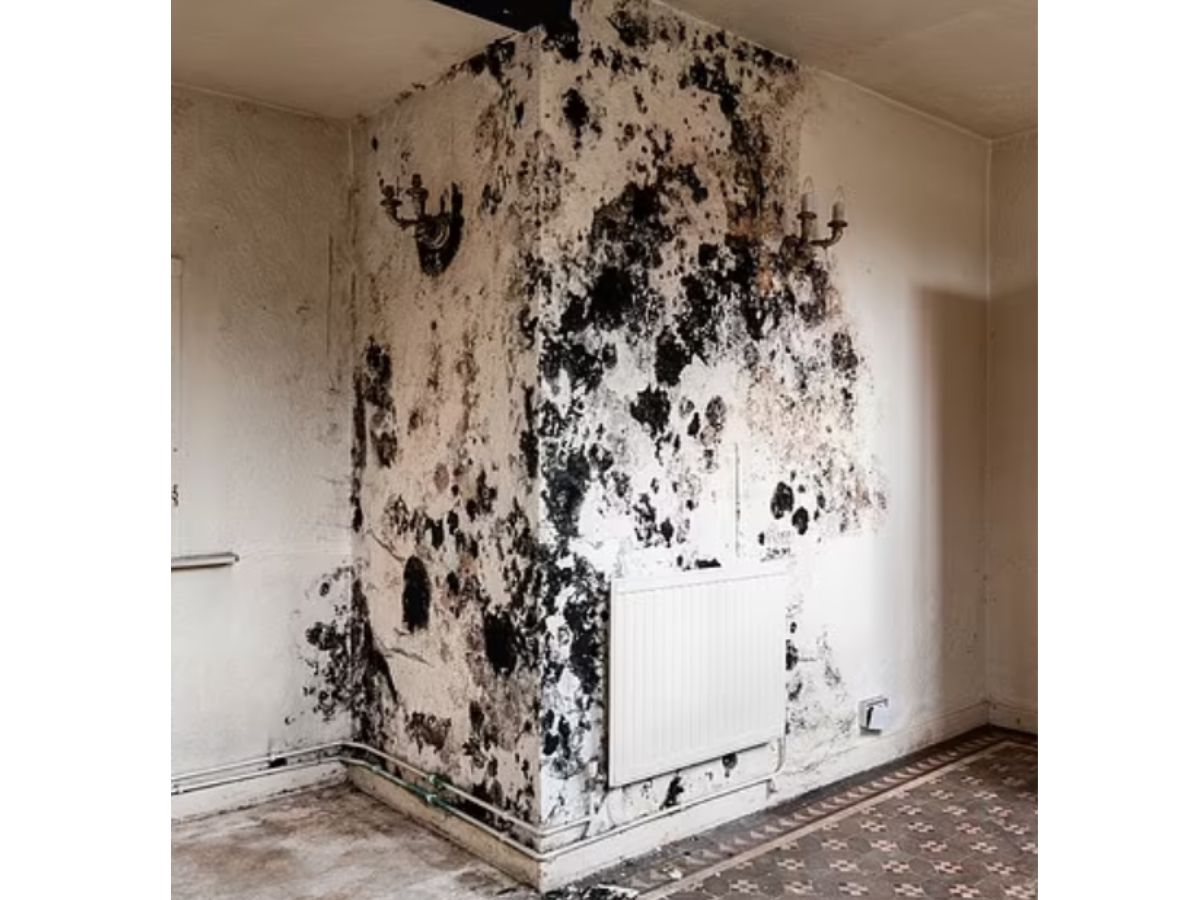 Extensive mould growth affecting an entire wall or ceiling