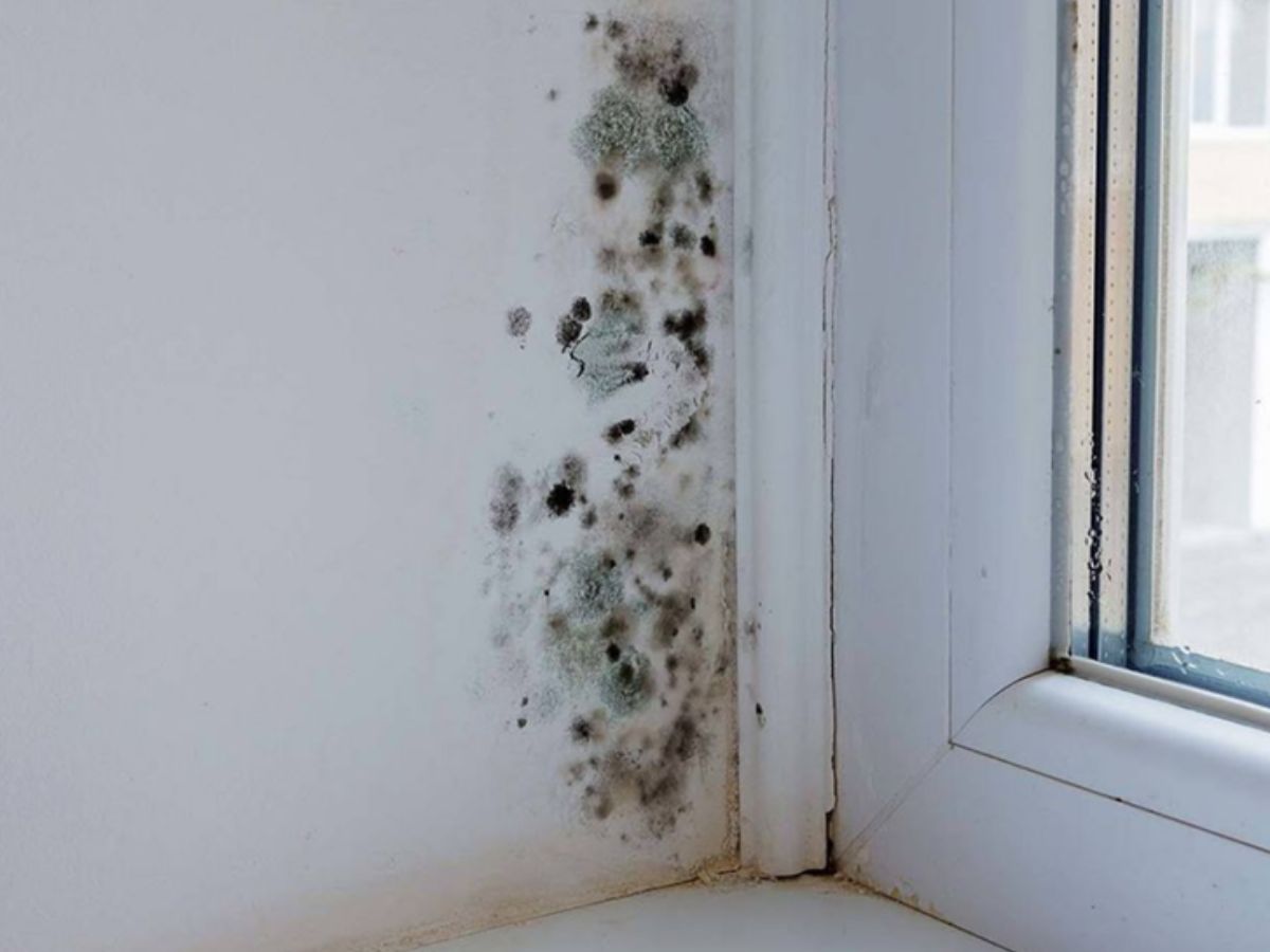 A small patch of mould on the wall or ceiling contained to one area of the house (no bigger than a newspaper)