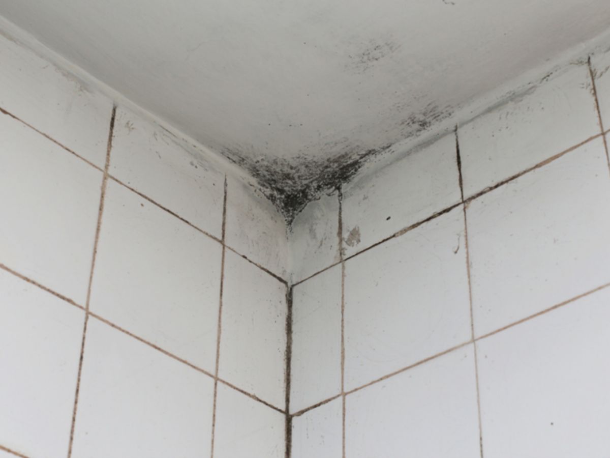 A small patch of mould on the wall or ceiling contained to one area of the house (no bigger than a newspaper)