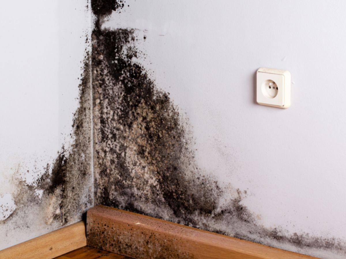 Widespread mould on the wall or ceiling (bigger than a newspaper)