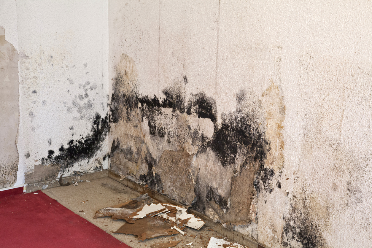 Extensive mould growth affecting an entire wall or ceiling