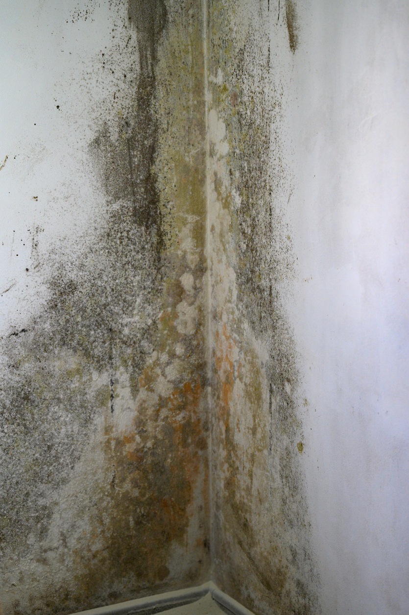 Widespread mould on the wall or ceiling larger than 1m (bigger than a flatscreen TV)
