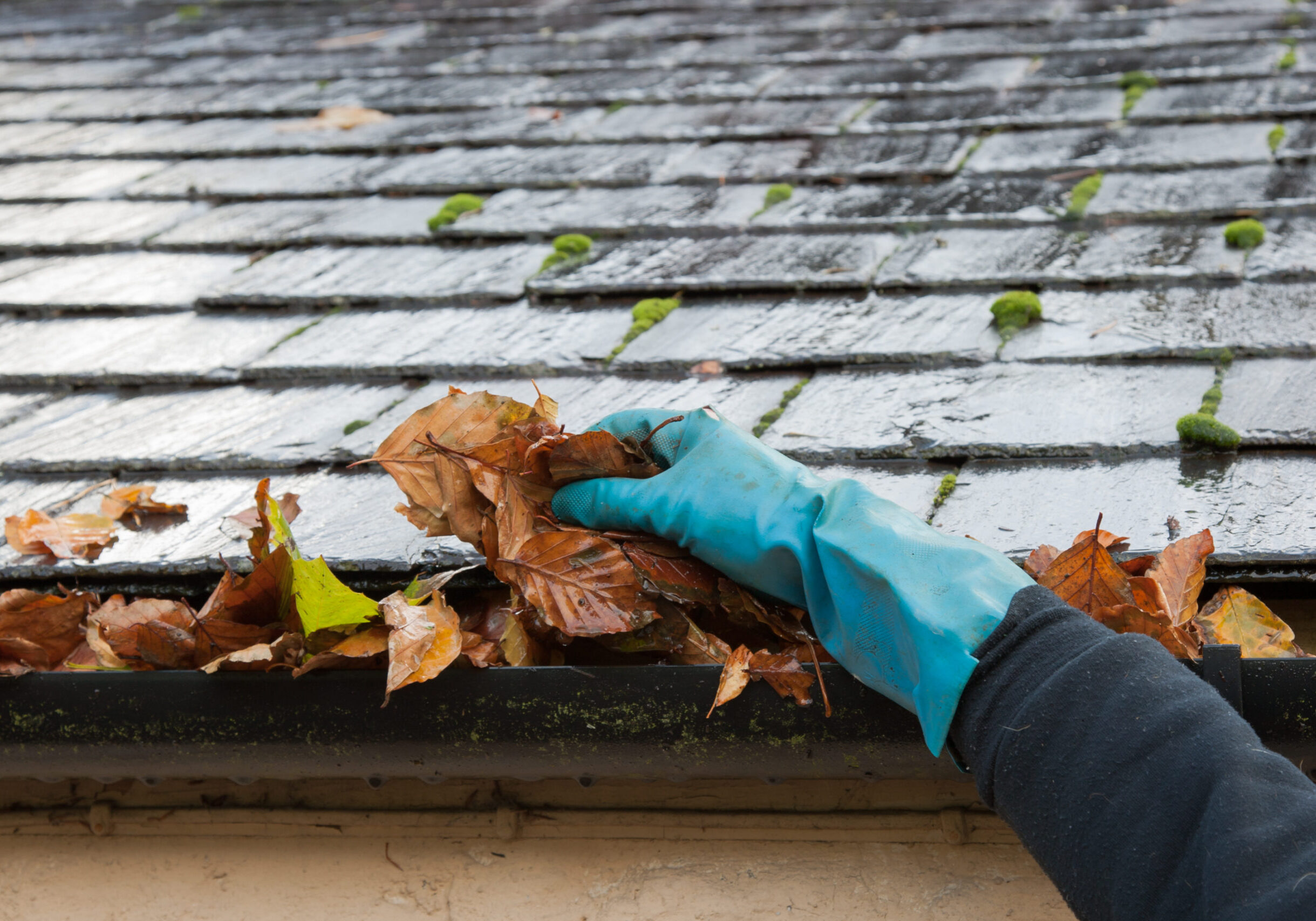 Clearing autumn gutter blocked with leaves by hand