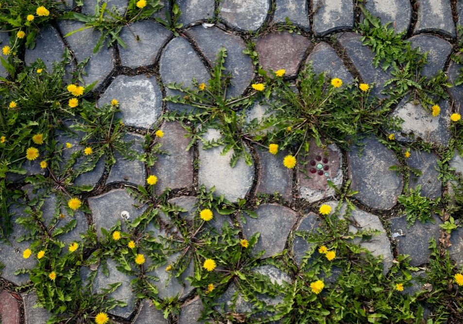 dandelions-on-stone-path-picture-id635798984
