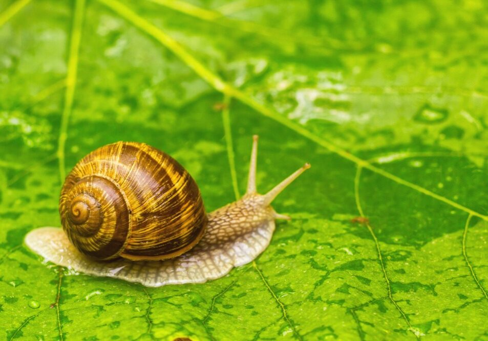 snail-on-green-leaf-picture-id534315638